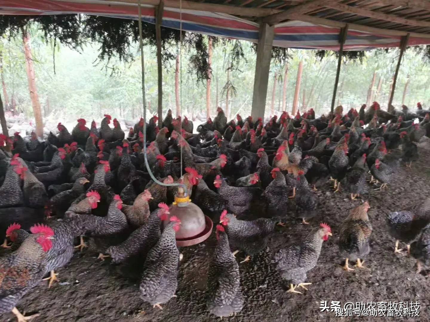 246免费资料大全正版资料版_台湾养鸡协会提“班班吃鸡蛋”,数据支持执行策略_轻量版70.80.97