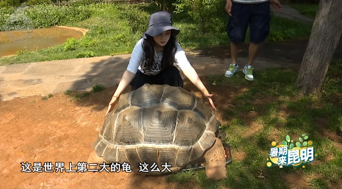 投喂浣熊三十年引百只萌宝包围我家，浣熊报恩的瞬间
