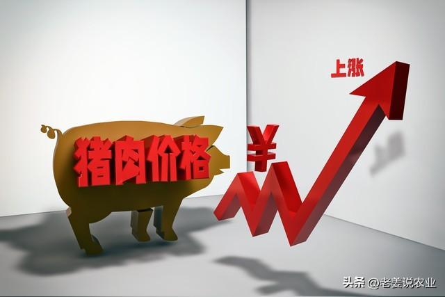 生猪价格最新行情及分析概述