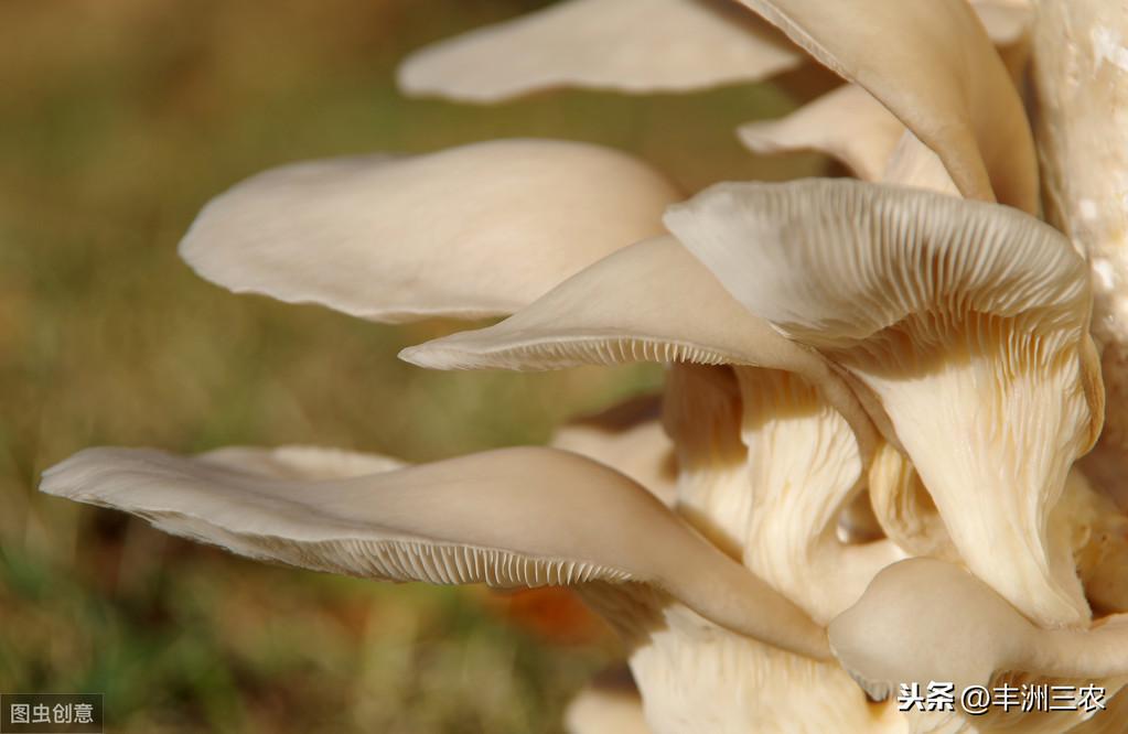 平菇价格最新行情详解，获取与分析方法指南