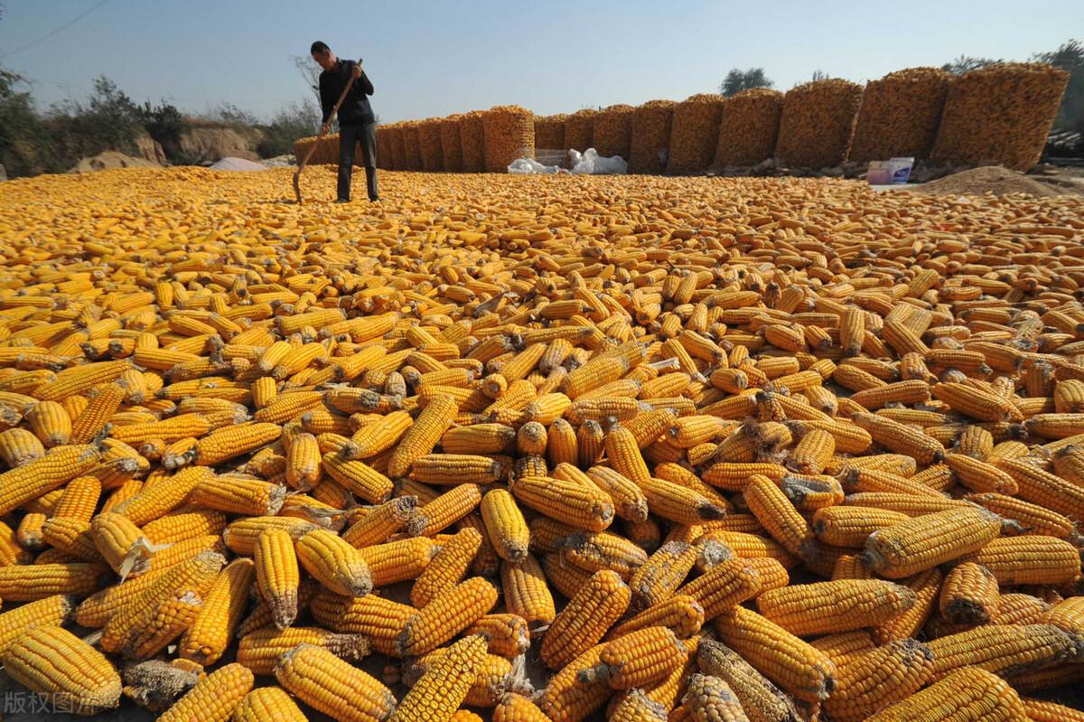 山西玉米价格行情详解，最新动态、获取方式与走势分析