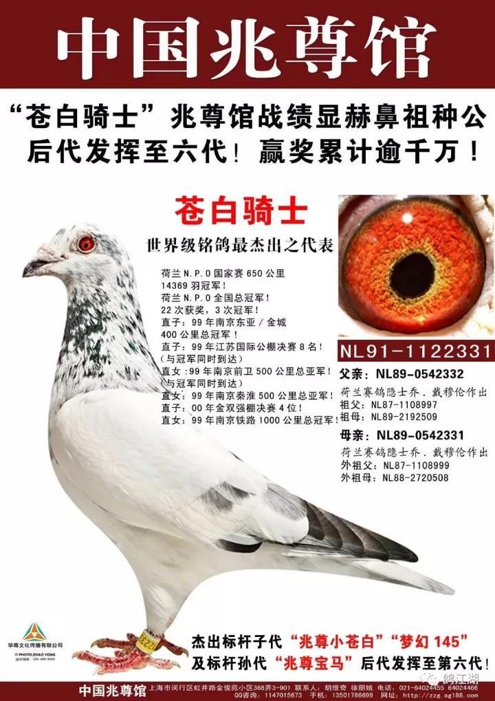 蔚县龙翔公棚最新动态，引领未来鸽界新篇章