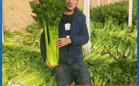 西安芹菜价格最新行情揭秘，巷弄深处的绿色宝藏探索