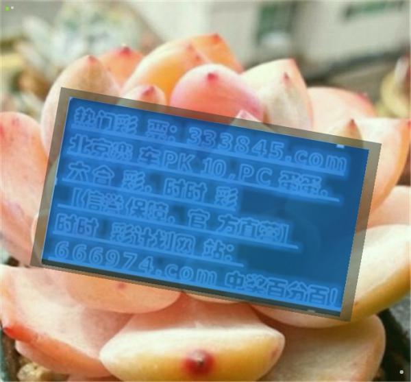 管家婆一码一肖资料大全，最新热门解答落实_V版33.55.86