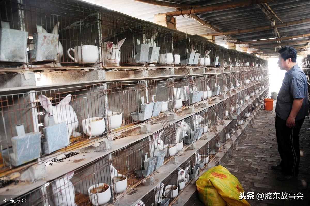 兔毛最新行情及价格分析概述