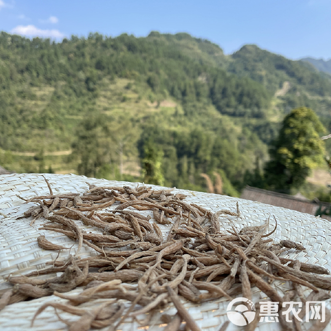 太子参最新价格动态与小巷特色小店探秘