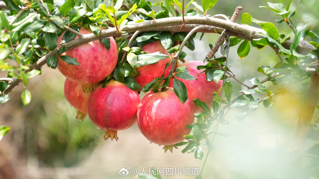 草榴最新地址