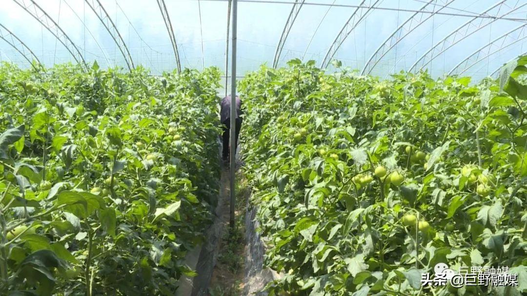 豆饼价格最新行情动态更新📈🔍