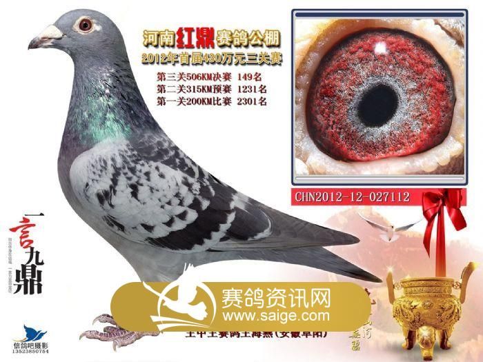 清徐信鸽协会最新动态，鸽缘情深，温情满溢