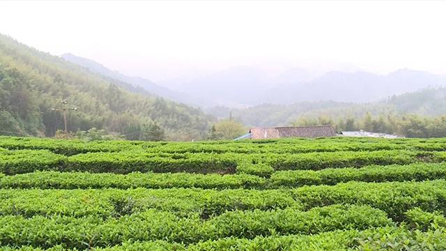 中国十大茶叶品牌最新排名揭晓，茶园之旅探寻内心平静之道