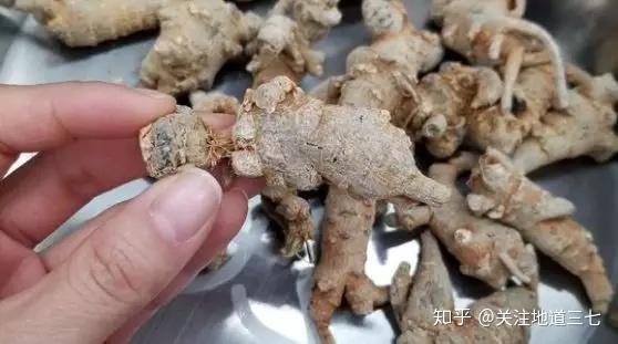 三七最新价格行情更新及趋势分析
